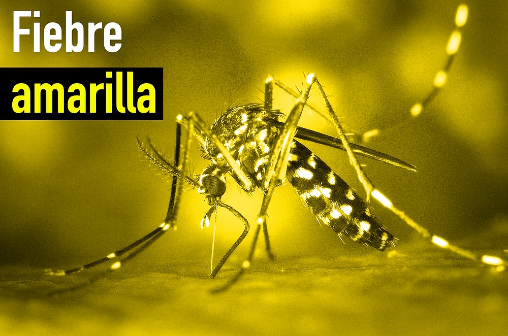 Alerta Roja por Fiebre Amarilla en el Huila