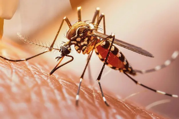 Se intensifica la alerta por fiebre amarilla en Teruel y Santa María