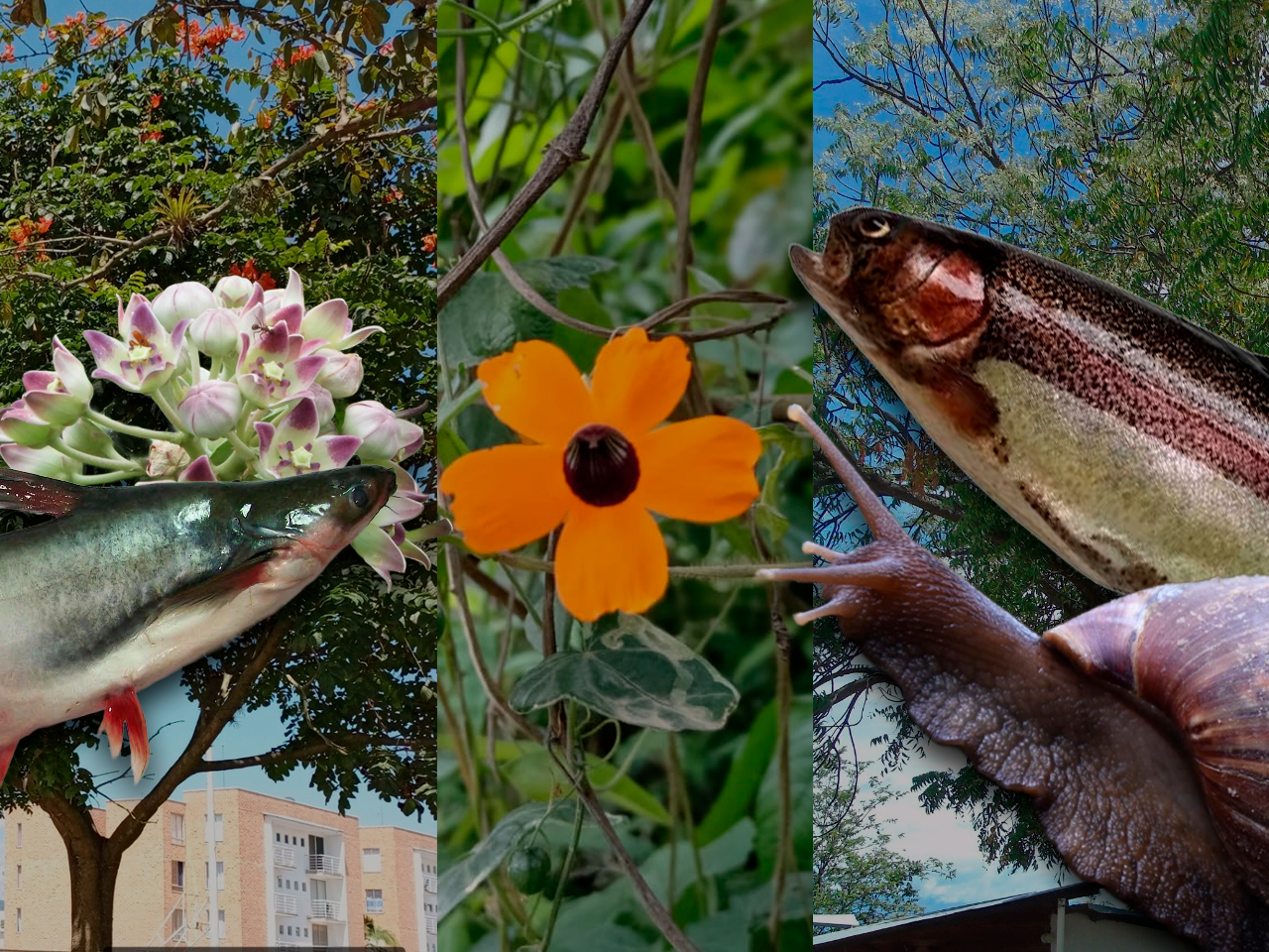 Alerta roja ambiental: siete especies invasoras están poniendo en riesgo la biodiversidad del Huila
