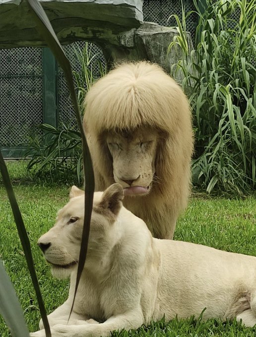 León en zoológico chino sorprende con estilo de su melena; ¿corte fallido?