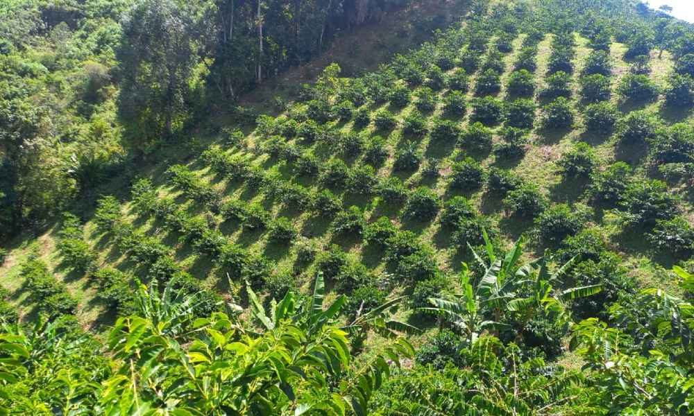 Huila supera meta nacional de renovación de cafetales en 2024 y se traza un nuevo objetivo para 2025