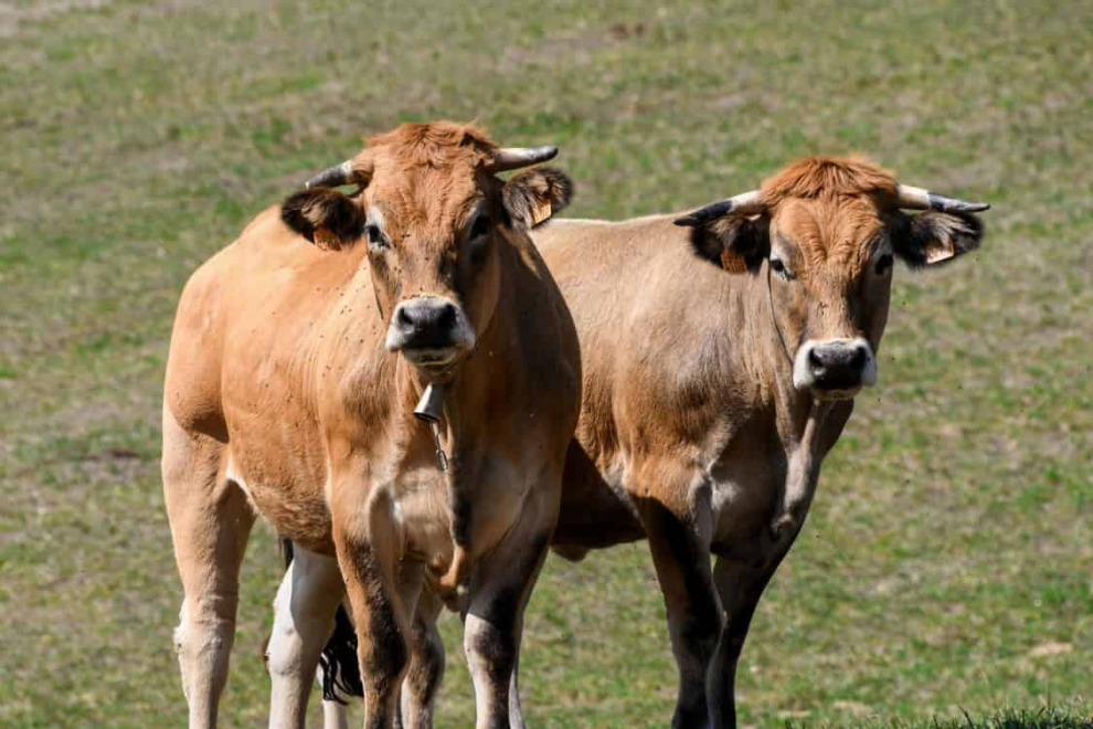 Gobierno plantea frenar exportación de ganado joven con arancel y cupos