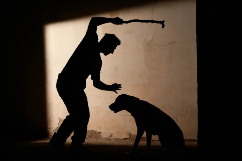 Procuraduría inicia vigilancia nacional a alcaldías por protección animal