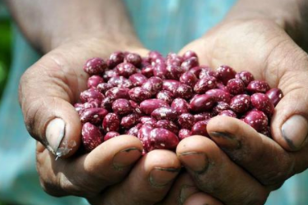 Fenalce alerta por fallas en seguros del agro