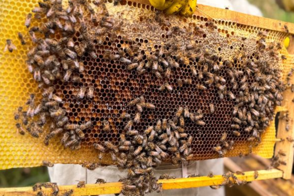 Más de 10 millones de abejas ayudan a restaurar ecosistemas en Cundinamarca