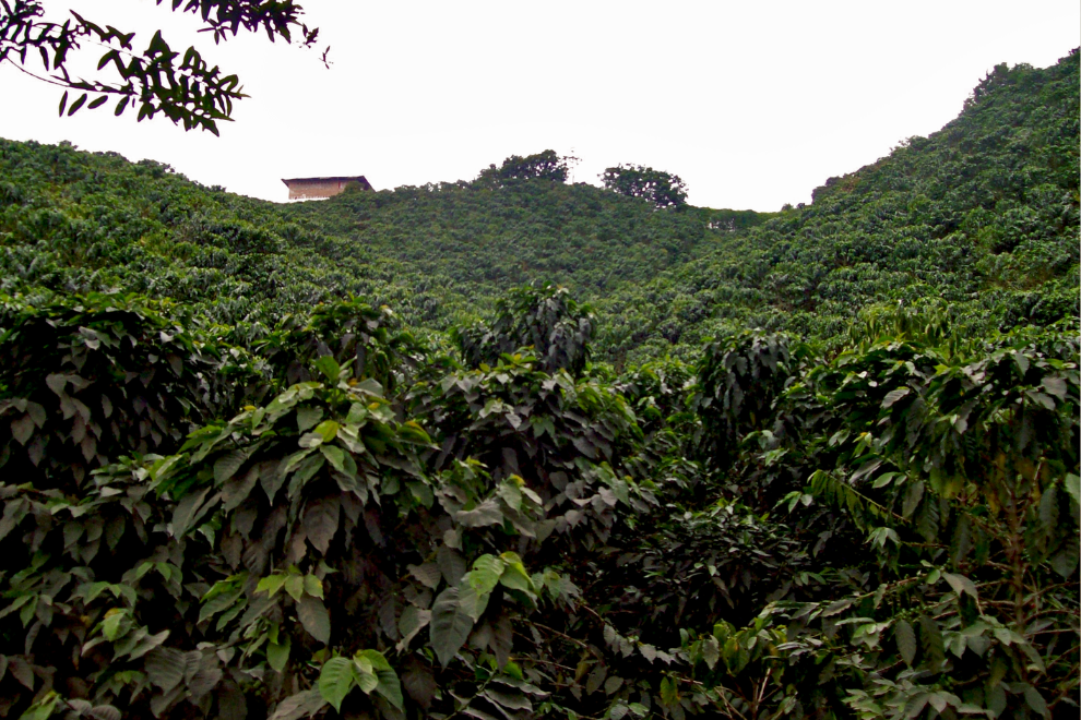 Cambio climático altera las épocas de siembra y preocupa al sector agrícola colombiano