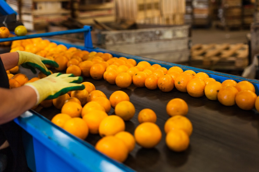 Agro colombiano rompe fronteras con auge histórico de las frutas de exportación