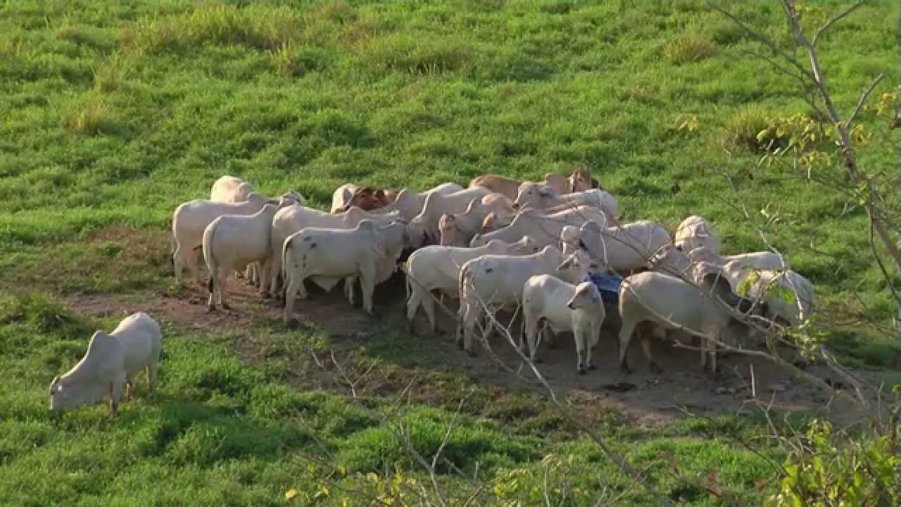 Sector ganadero afectado con frente frío