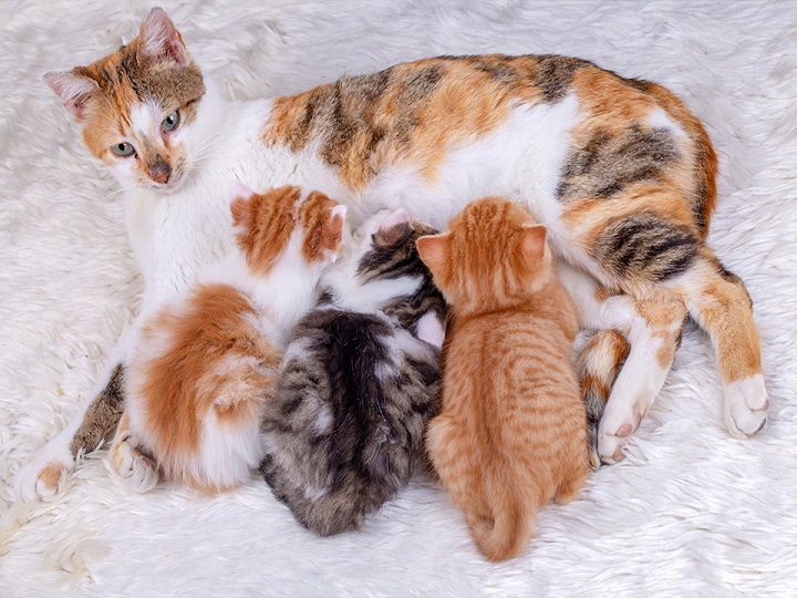 Gata recibe tierna ayuda