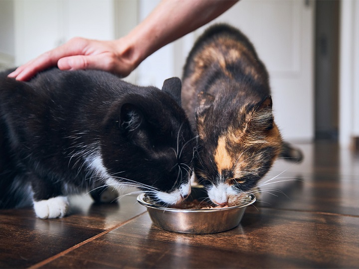 Gatos compartiendo
