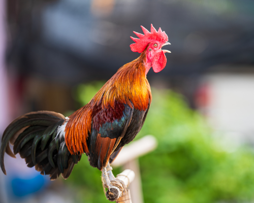 Pareja llevó a un gallo ante los tribunales