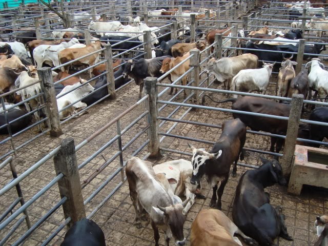 COFEMA le sigue apuntando a abastecer nuevos mercados