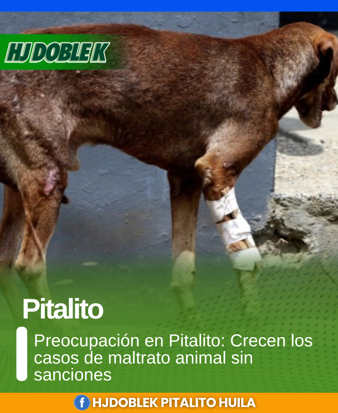 Preocupación en Pitalito: Crecen los casos de maltrato animal sin sanciones