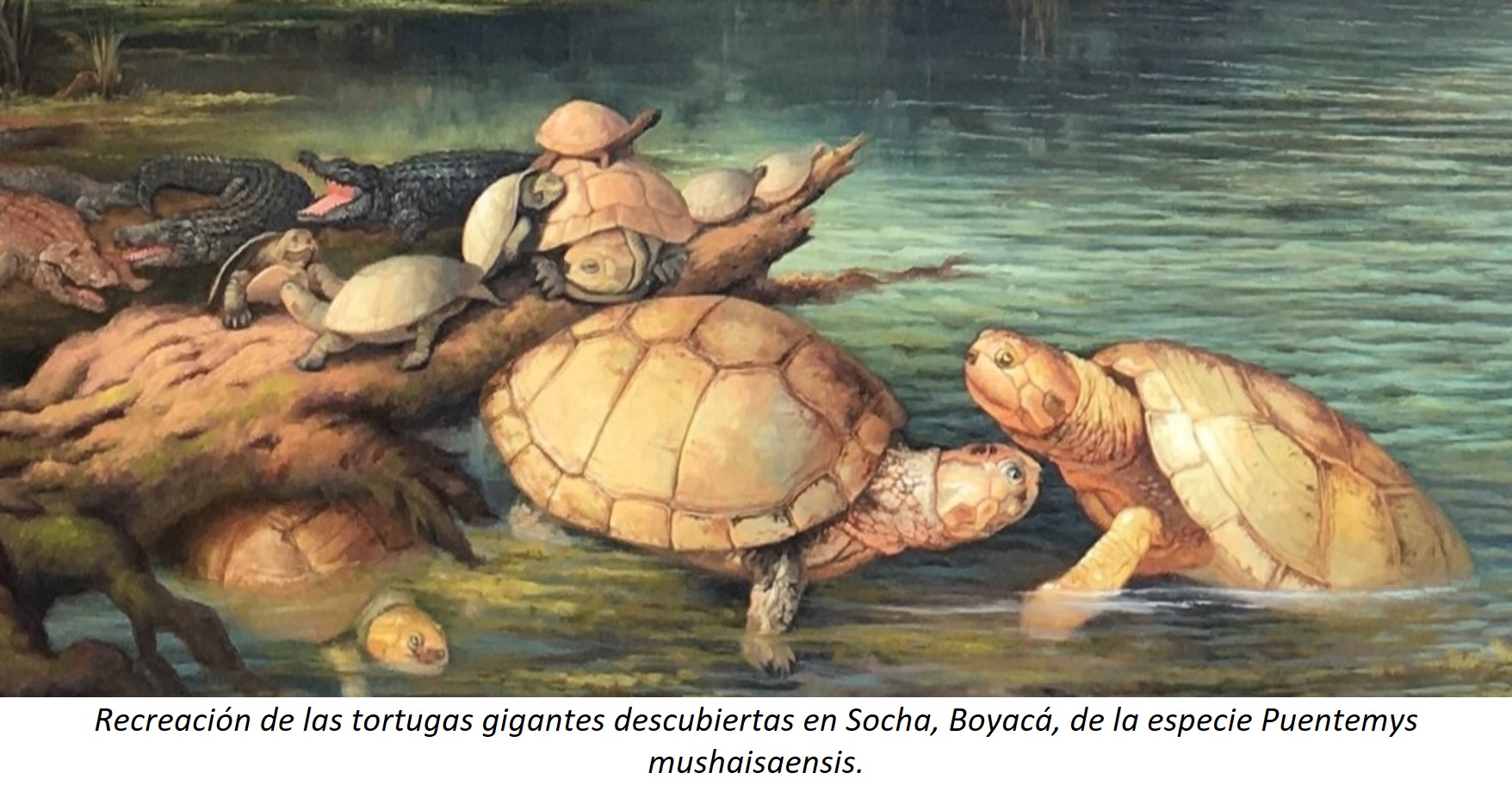 Descubren fósiles de tortuga en Colombia de 57 millones de años