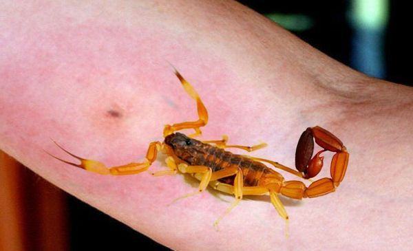 Falta antídoto para contrarrestar los efectos de la picadura de los alacranes