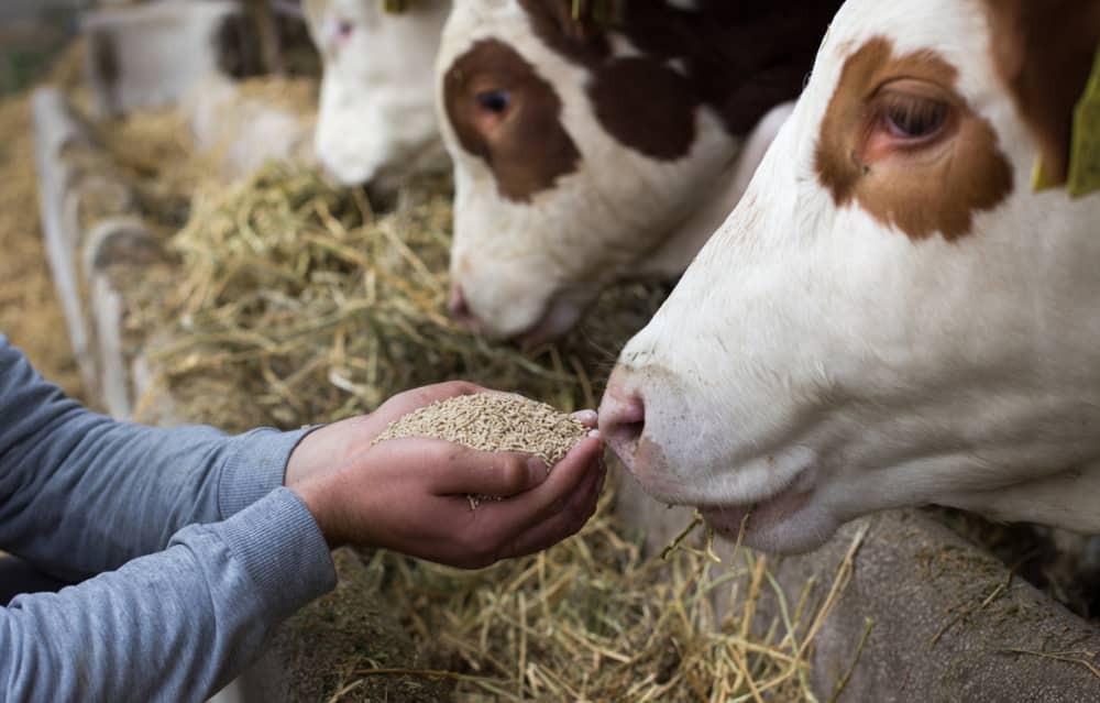 Más de 700 ganaderos reciben alimento para sus animales