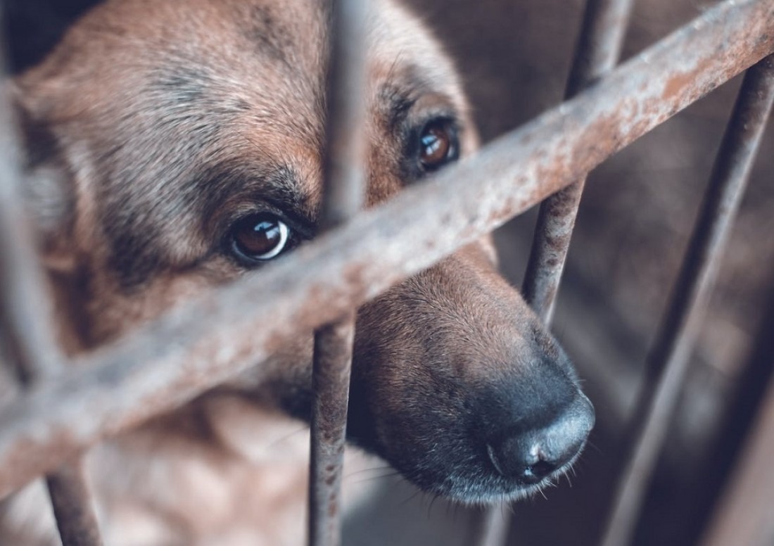Comunas de la ciudad donde más reportan casos de maltrato animal
