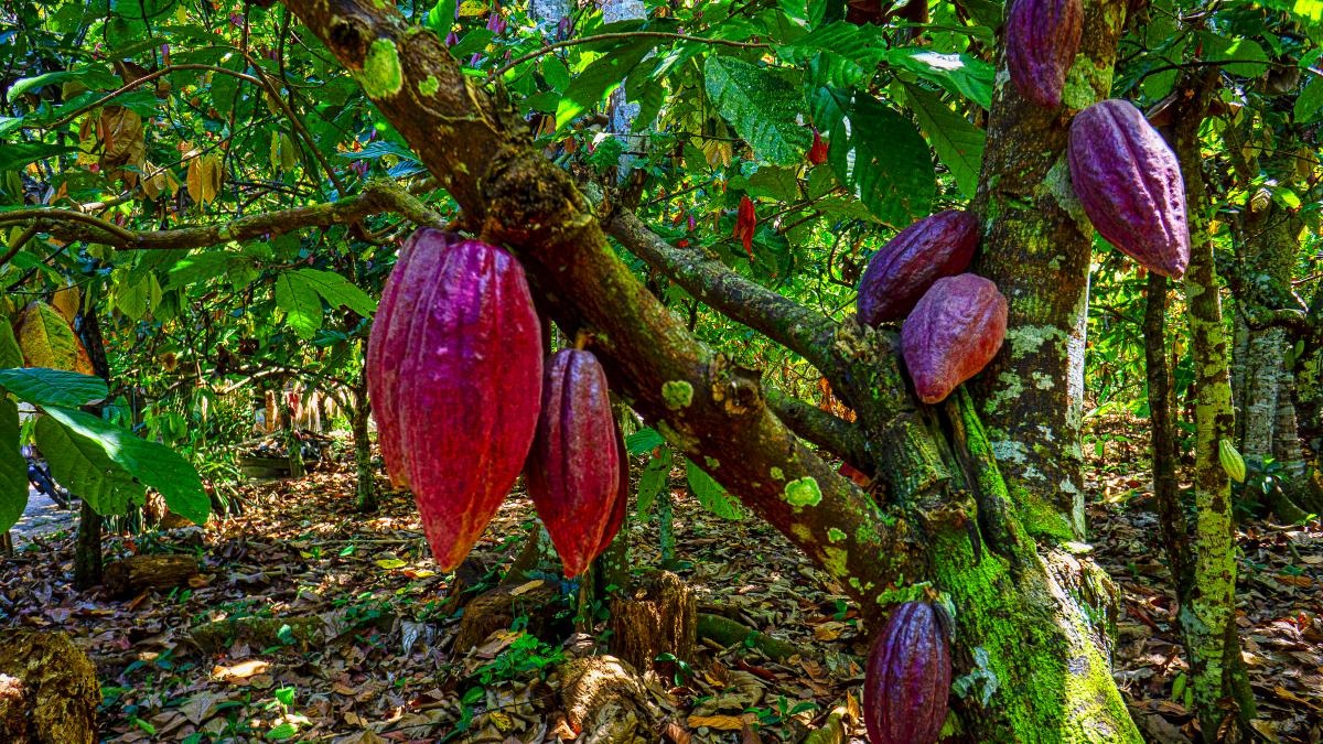 Contrabando de cacao afecta producción