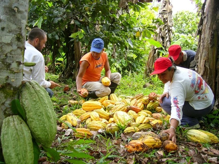 Contrabando de cacao alerta la producción