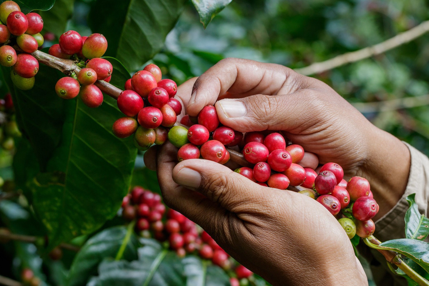 se prevé abundante cosecha de café por condiciones climáticas