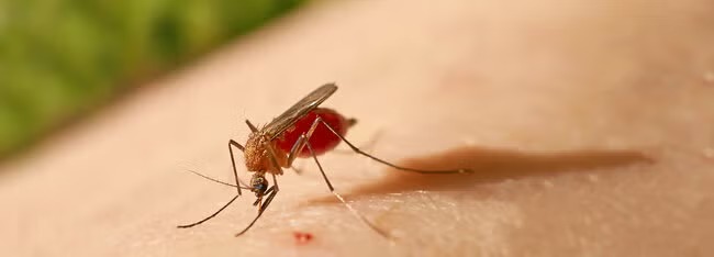 Autoridades de salud hacen recomendaciones a viajeros frente a casos de dengue y fiebre amarilla