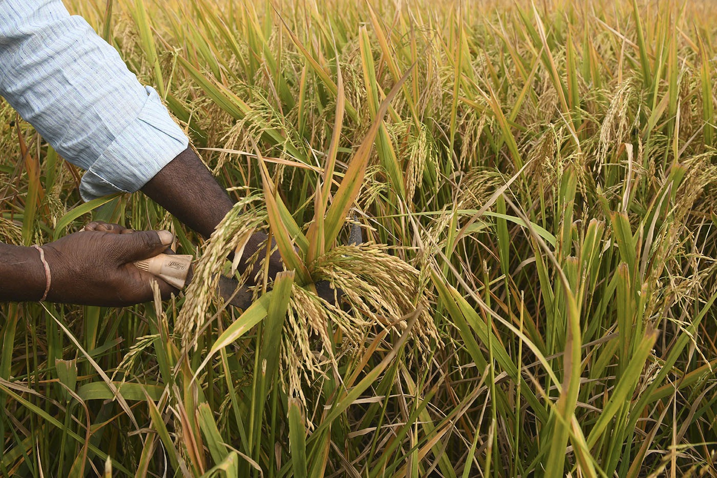 Siembra de arroz se ve afectada por lluvias