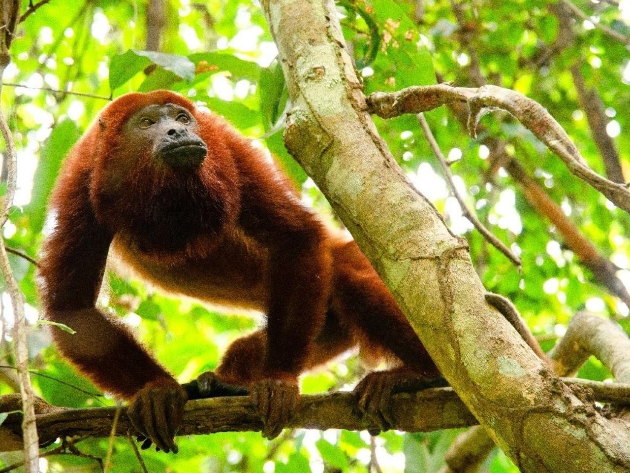Confirman muertes de monos aulladores por fiebre amarilla en el Huila: ya son 6 primates no humanos muertos por esta enfermedad