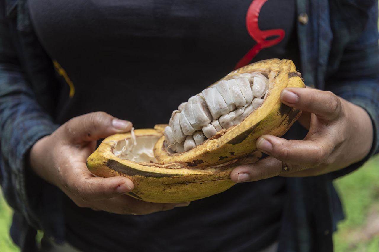 Alarma en el sector cacaotero del Huila: producción reportada cayó más del 50% en un año