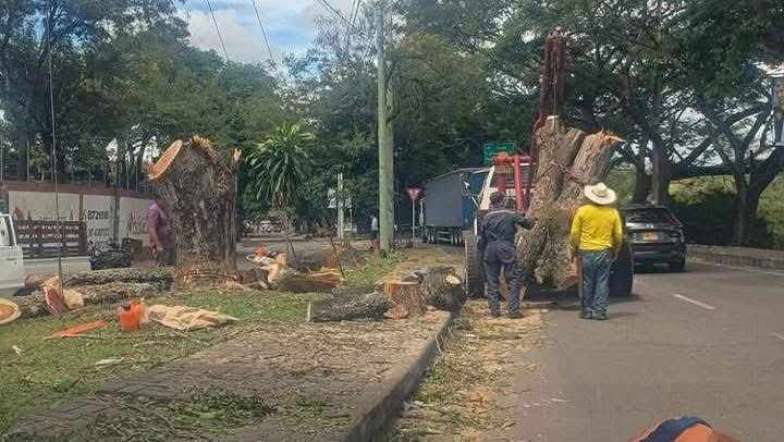 Secretaría de Medio Ambiente desmiente que se haya presentado tala de árboles para instalar palcos