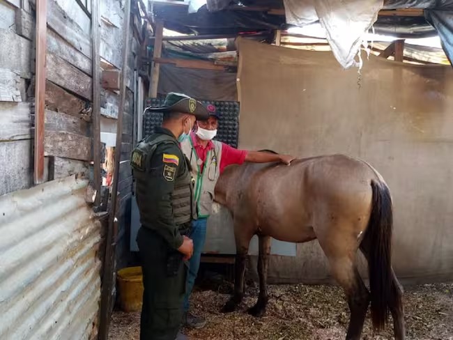 Se realizan controles estrictos a pesebreras para garantizar bienestar de los equinos
