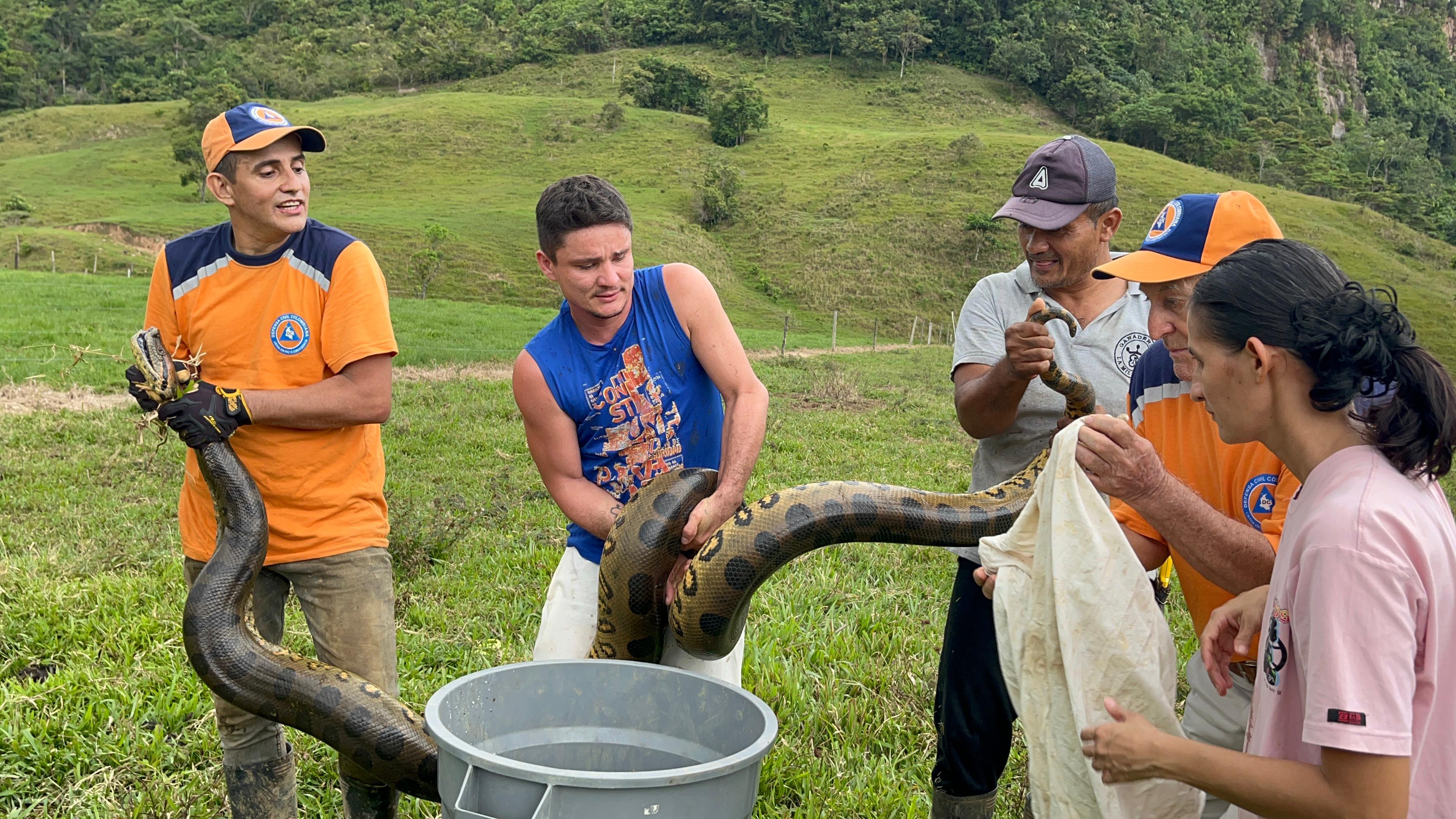 Rescatan serpiente en Belén de los Andaquíes