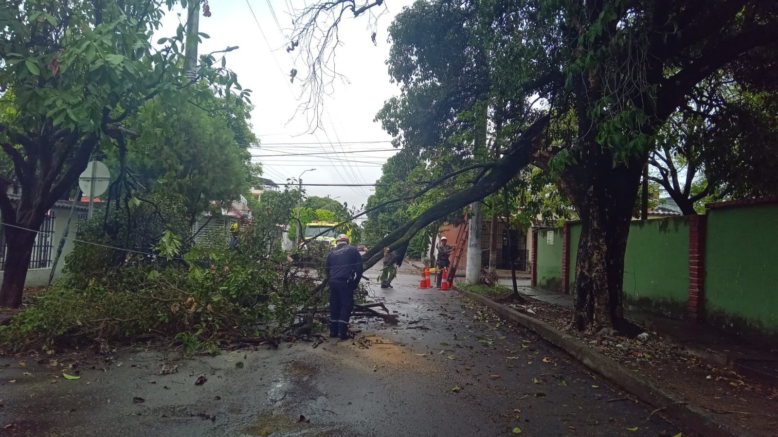 Varios árboles se cayeron luego de fuertes vientos en la ciudad