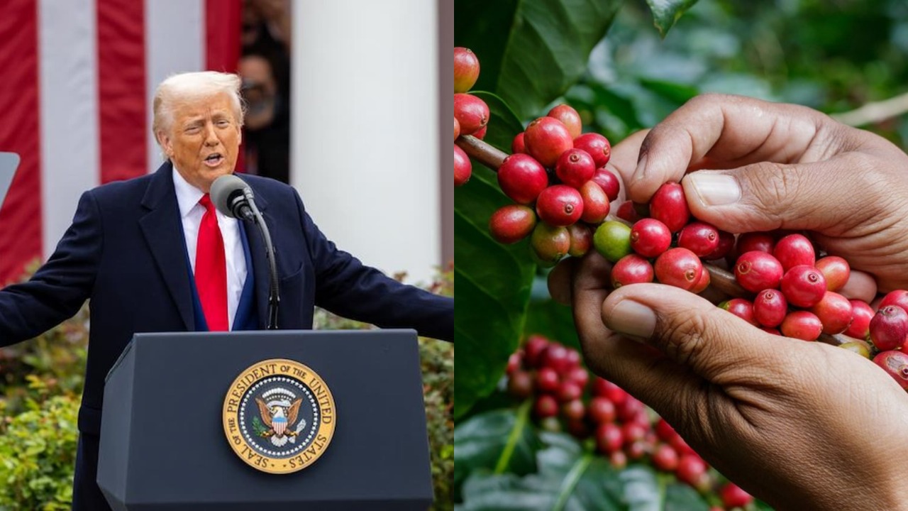 Cafeteros del Huila alertan por arancel del 10% al café colombiano en Estados Unidos