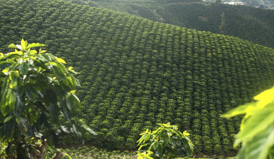 Variación climática no afectará producción de café en este semestre