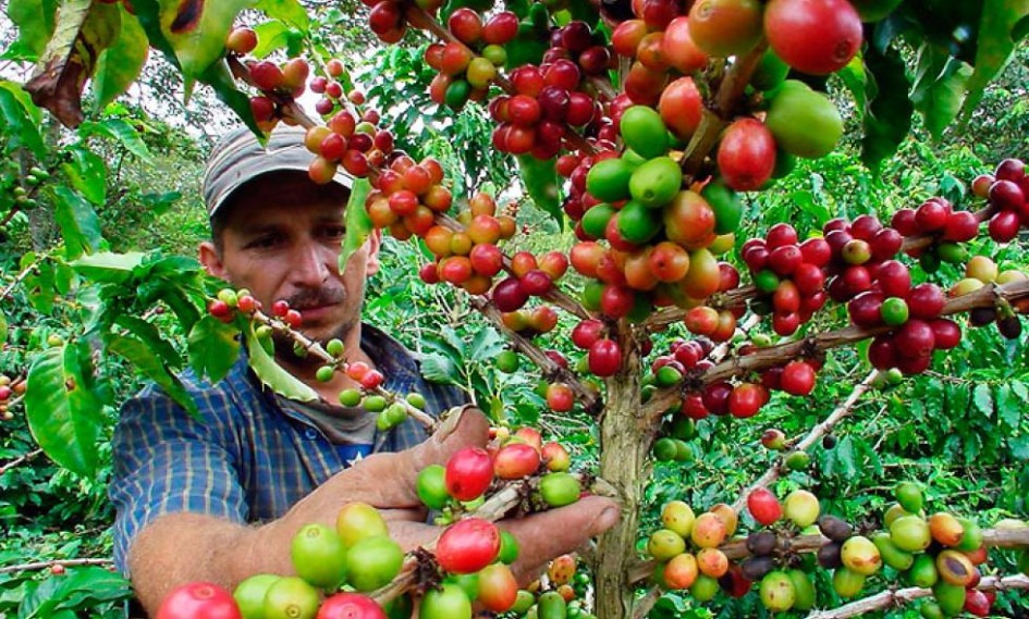 Huila lidera exportaciones de café en Colombia con más de 581 millones de dólares en el primer semestre de 2025