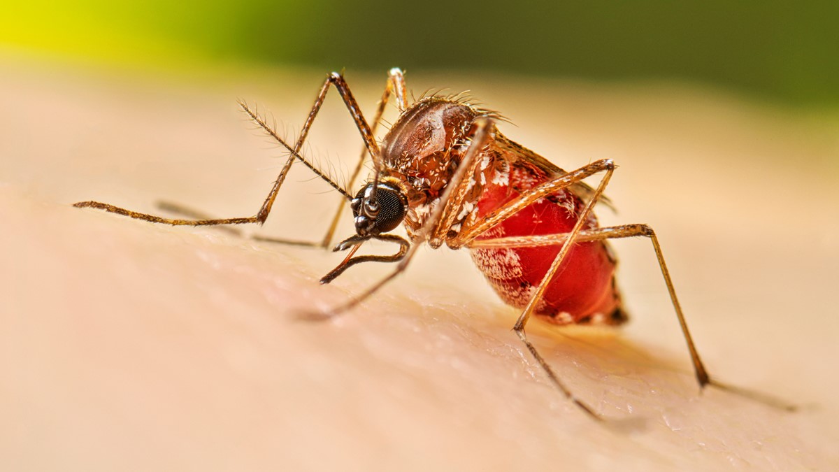 Huila logra histórica reducción de casos de dengue y apunta a vacuna piloto