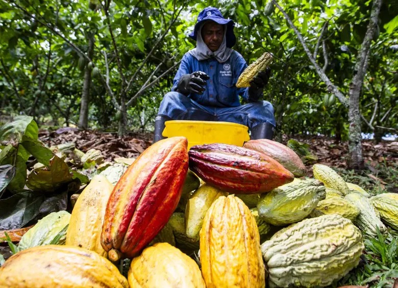Productores de cacao en Huila alertan: industria no comprará toda la cosecha de 150 toneladas previstas para fin de año