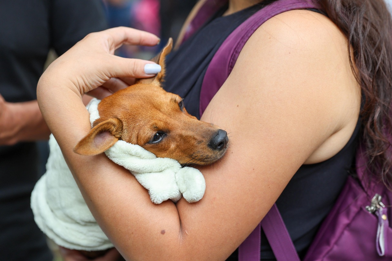 Huila amplía programa de salud animal: más municipios y comunas accederán a brigadas de esterilización