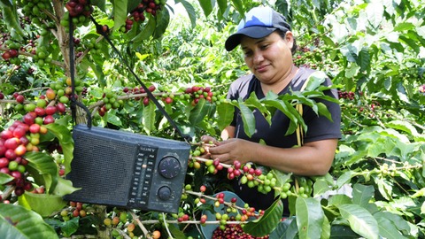 Preocupación por retrasos en la cosecha cafetera del sur del Huila debido al cambio climático