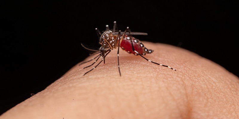 Municipio en alerta por incremento de casos de dengue