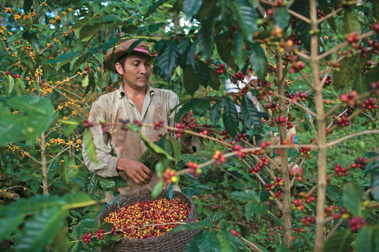Día Internacional del Café: productores del Huila alertan por altos costos y relevo generacional