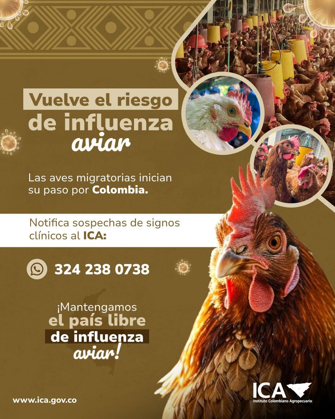 Se mantienen medidas sanitarias en el municipio luego de riesgo de gripe Aviar en el país