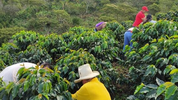 Cafeteros del municipio no encuentran un mercado sólido para la comercialización del grano