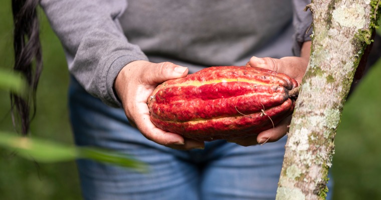 Cae drásticamente el precio del cacao en el Huila: productores venden hasta en $12.000 el kilo