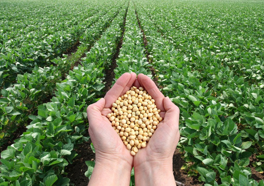 Fenalce impulsa en Campoalegre la siembra de soya como alternativa para los arroceros del Huila