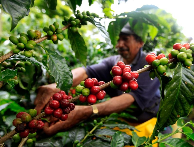 Positivas cifras de producción de café en el municipio
