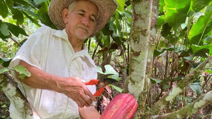 Crisis silenciosa en el campo: el cacao colombiano se queda sin jóvenes y sin formación