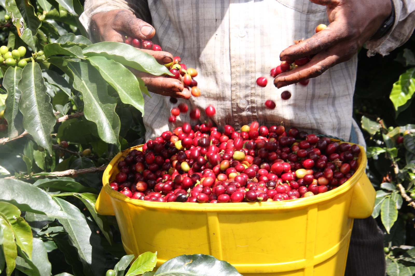 Huila lidera producción cafetera de Colombia con casi 20 % del total nacional