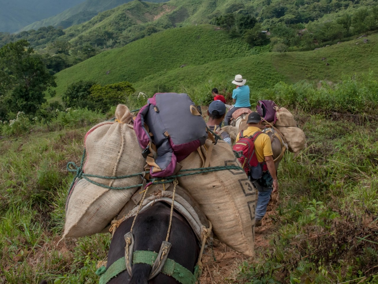 Familias siguen huyendo en el Huila por aumento de violencia y amenazas, alerta la Mesa Departamental de Víctimas