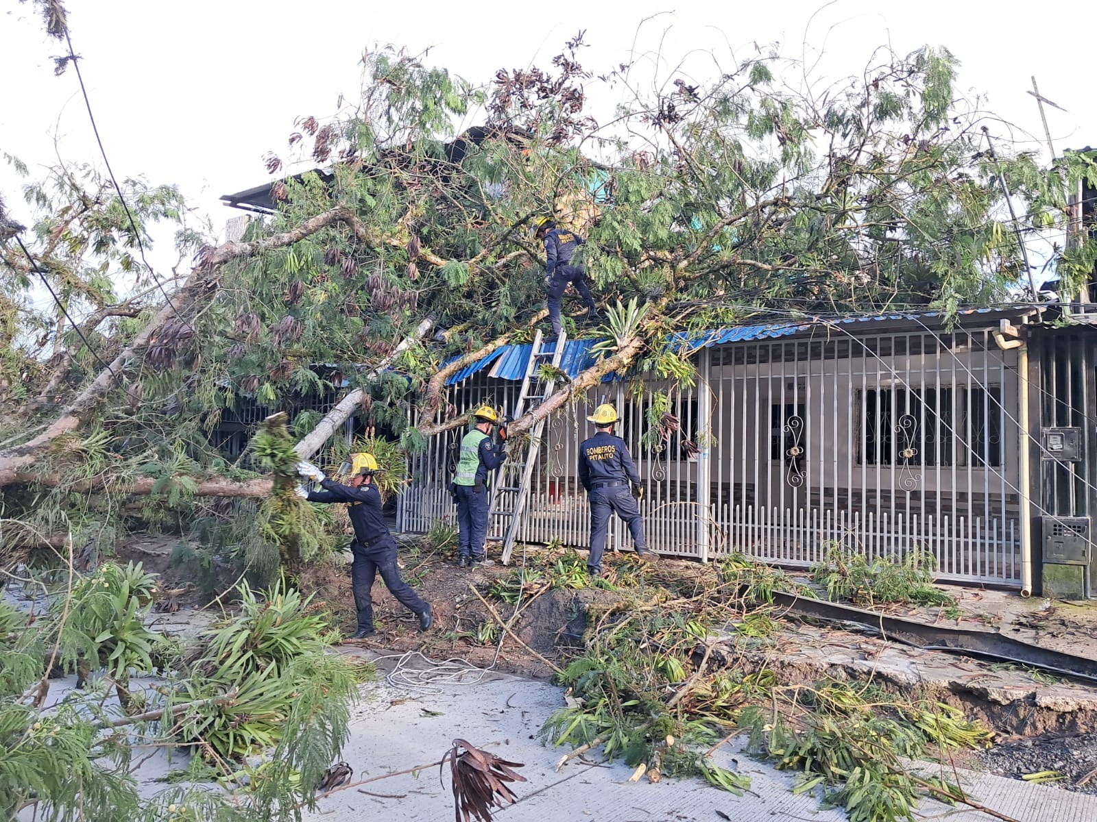 “Crónica de una muerte anunciada”, así describen vecinos caída de árbol en la Av. 15